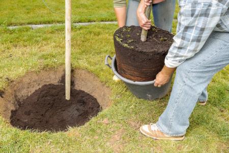 Plant & Tree Installation