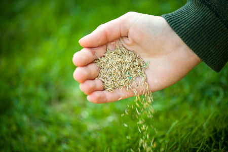 Seeding & Aeration